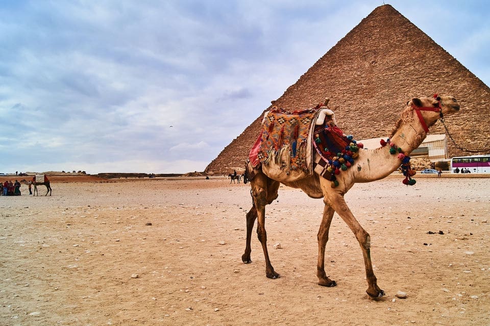 Ab Kairo: Halber-Tag Pyramiden-Tour mit dem Kamel oder Pferdekutsche.