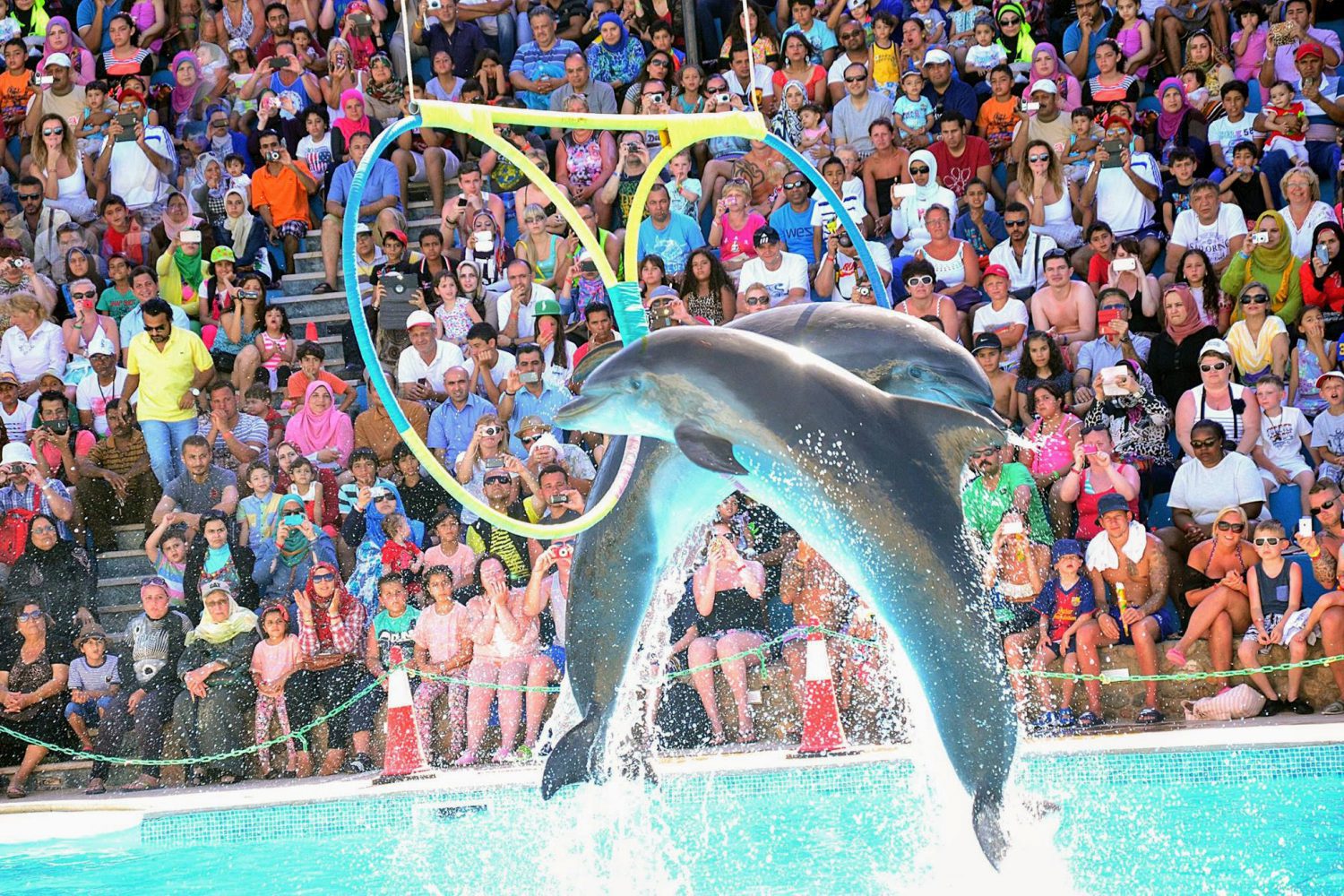 Delphinen Schwimm, Delphinen Show, Familien Tours mit Trivaeg