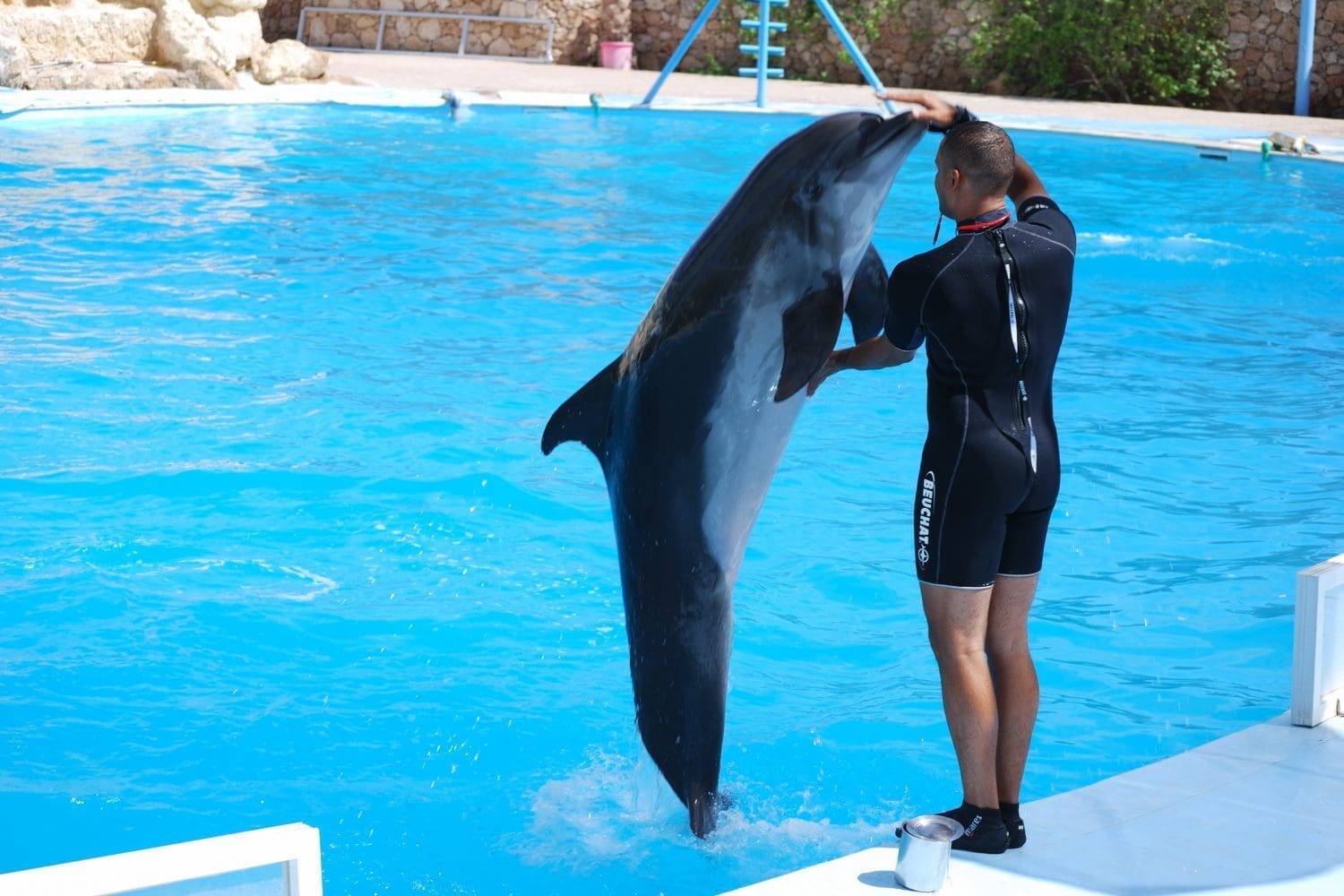 Delphinen Schwimm, Delphinen Show, Familien Tours mit Trivaeg