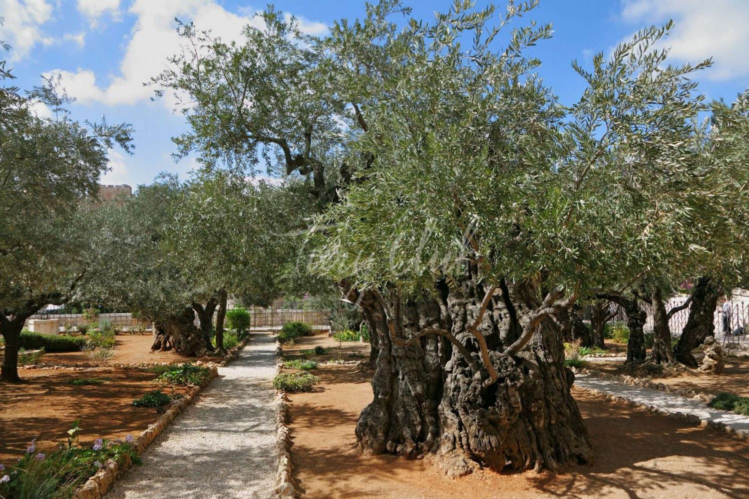 Oliven Baeume Jerusalem