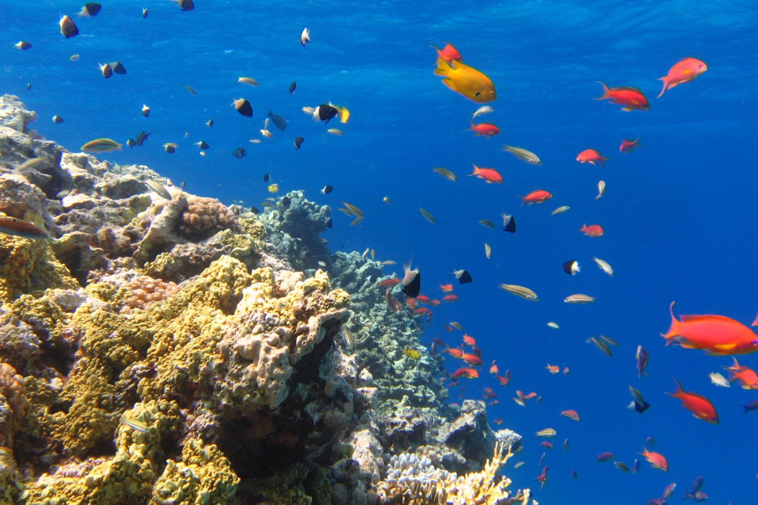 Unterwasserwelt Marsa Alam