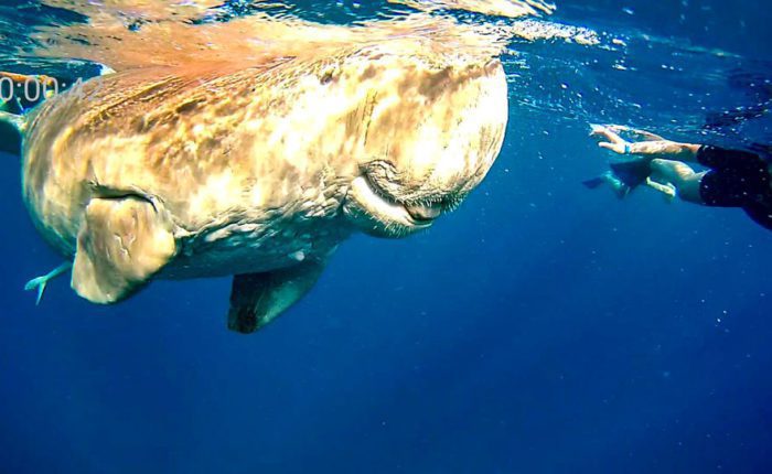 Dugong Marsa Alam