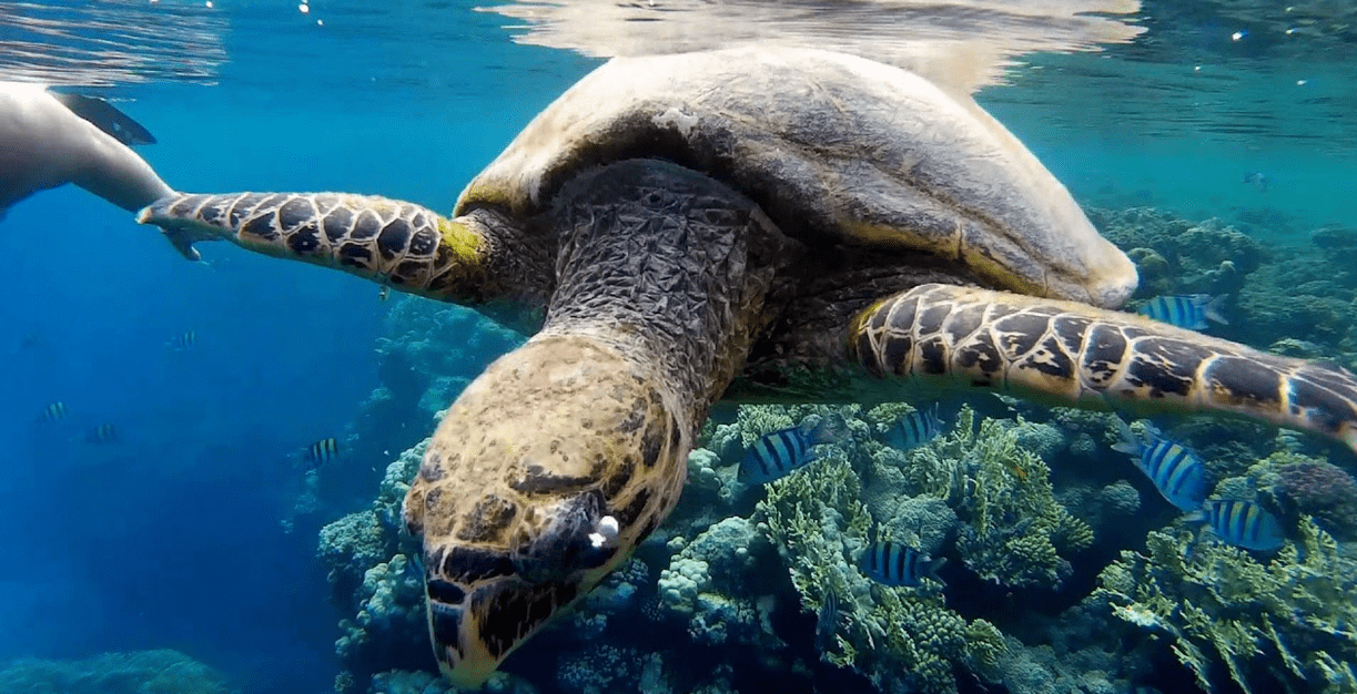 Wo sieht man Schildkröten in Ägypten?