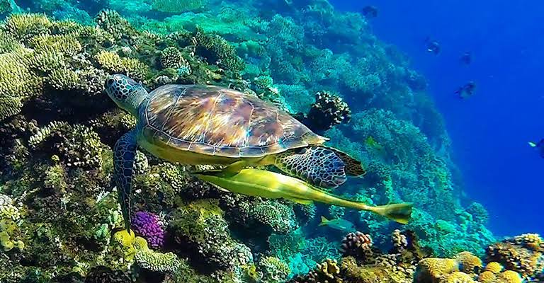 Abu Dabab Naturschtzgebiet in Marsa Alam