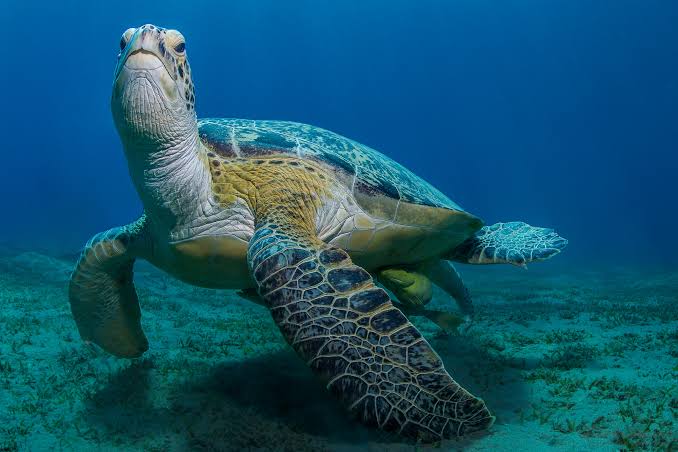 Abu Dabab Naturschtzgebiet in Marsa Alam